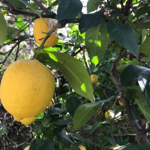 Ways to Use Surplus Homegrown Lemons