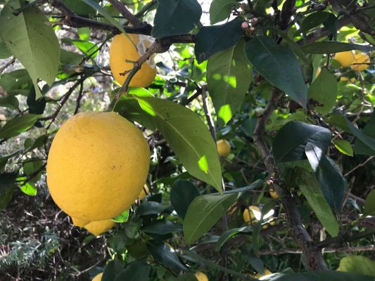 Ways to Use Surplus Homegrown Lemons
